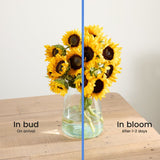 british-sunflowers-1 4