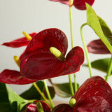 anthurium-plant-with-pot 2