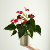 anthurium-plant-with-pot 4