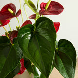 anthurium-plant-with-pot 3
