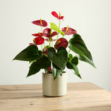 anthurium-plant-with-pot 1