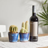 cacti-gift-set 1