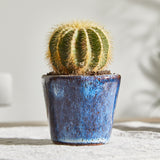 cacti-gift-set 4
