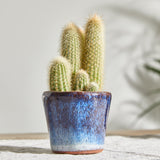 cacti-gift-set 5