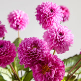 pink-dahlias-1 3