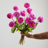 pink-dahlias-1 2